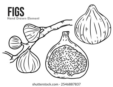 Vector figs with hand drawn black ink lines. With images of whole fruit, peeled fruit, and plants. white background