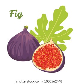 Vector figs whole and half isolated on white background. Illustration of tropical fruit in simple flat style.