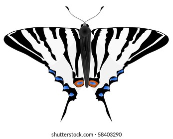 Vector figure of the butterfly