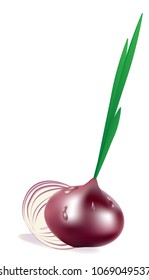 vector figure of a red onion with green leaves and water drops