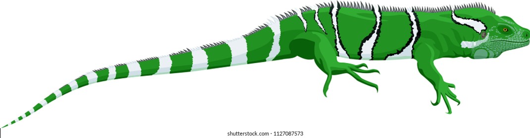 vector Fiji banded iguana