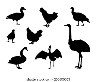vector file of birds silhouette