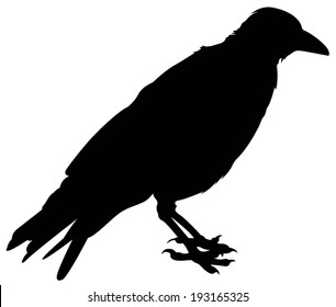 vector file of crow
