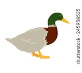 vector file of duck