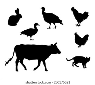 2,757 Chicken veterinary Images, Stock Photos & Vectors | Shutterstock