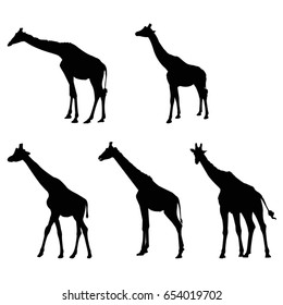 Vector file of giraffe set