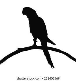 vector file of parrot silhouette