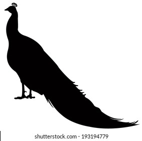 vector file of peacock