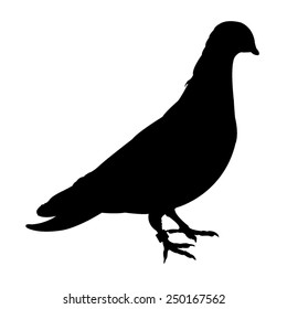 vector file of pigeon