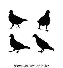 vector file of pigeon silhouette