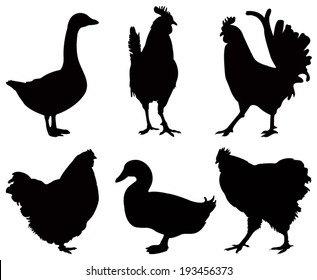 vector file of poultry