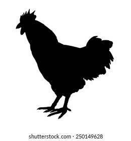 vector file of rooster 