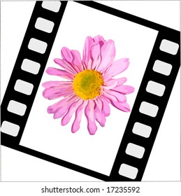 Vector Film With Flower