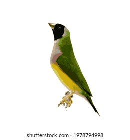 Vector Finches 7color Gouldian Finch, Male Bird Style Face Black chest  purple body yellow. bird on a branch in white background