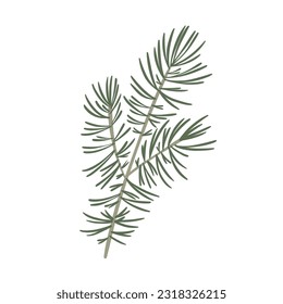 Vector fir branch isolated, evergreen tree, pine