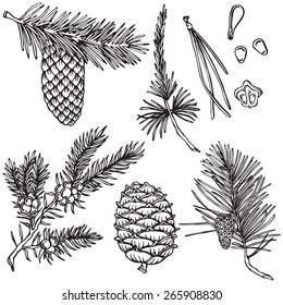 vector fir branches