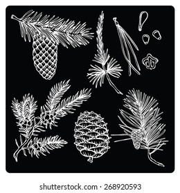 vector fir branches