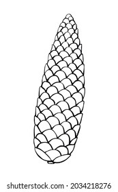 Cono de abeto de abeto vectorial en estilo doodle. Ilustración de contorno dibujado a mano, clíparte, aislado