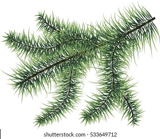 Vector fir tree branch for decorate isolated on white background. Symbol of christmas and winter. 
