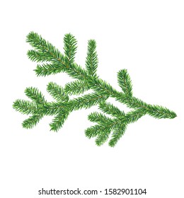 Vector fir tree branch isolated on the white background