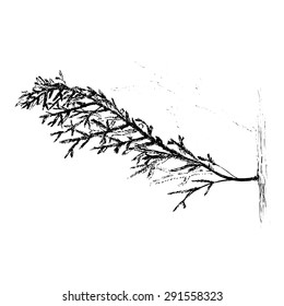 Vector fir tree branch. Monochrome black and white hand drawn sketch of nature.