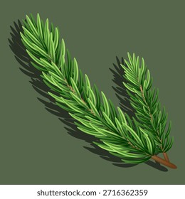 Vector fir tree branch with realistic needles and shadow on green background. Christmas decorative element for holiday design, New Year cards, packaging and seasonal branding.
