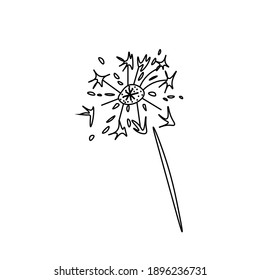 Vector Fireworks in doodle style.One simple sky.Illustration bright lights for Chinese New Year with black line hand drawn.Design for menus,cards,stickers,prints,social networks,web.  