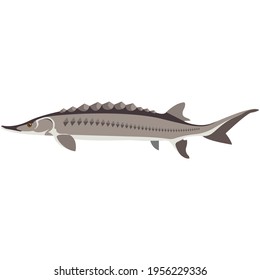 Vector fish adriatic sturgeon freshwater species illustration