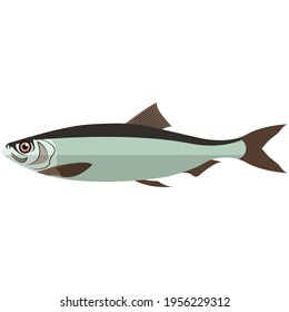 Vektorfische Atlantischer Heringsmeer unter Wasser