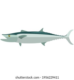 Vector fish barracuda sea underwater mackerel species