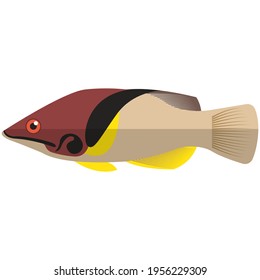 Vector fish barred hogfis sea or ocean underwater life