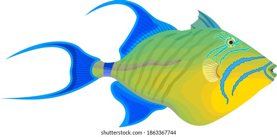 vector fish queen triggerfish illustraton