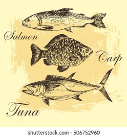 vector fish silhouettes hand drawn illustration. tuna, carp, salmon drawing