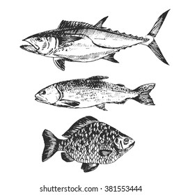 Zeichnen von Vektorfischen - Lachs, Forelle, Karpfen, handgezeichnet