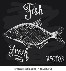 Vector. Fish sketch drawn with chalk on a school blackboard . For the design of your menu. Lettering . Fresh.