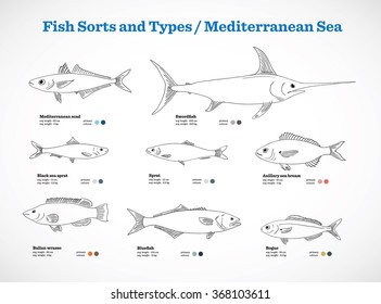 Vector fish sorts and types / Mediterranean sea