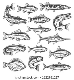 Vector fish species, ocean, sea and freshwater. Fishing sport theme, pike and salmon, tuna and marlin, bream and trout, sprat and carp, sheatfish and perch, mackerel and cruician