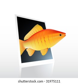vector fish swimming out of photo