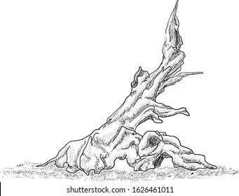 vector - fish tank - decoration -  isolated on bacground