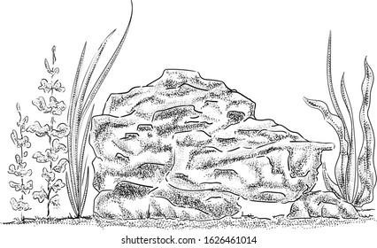 Freshwater Fish Tank Stock Illustrations Images Vectors