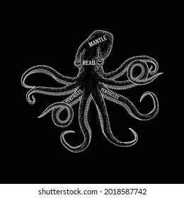 Vector fishmonger guide for cutting octopus