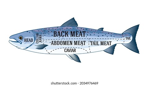 Vector fishmonger guide for cutting salmon