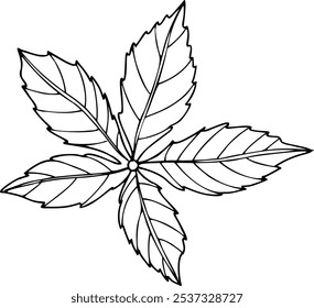 Vector five-leaved Parthenocissus or Virginia creeper leaves hand drawn isolated illustration painted by inks. Black and white wild grape leaf for scrapbooking, poster, print.