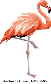 Vector  flamingo bird,  isolated on white.