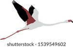 Vector flamingo design in Adobe Illustrator