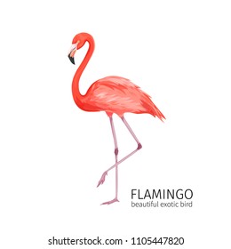 Vector flamingo. Exotic tropical bird. Bright illustration cartoon style for summer tropical paradise advertising vacation design.