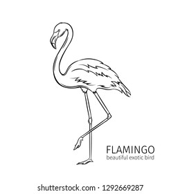 Vector flamingo. Exotic tropical bird. Hand drawn illustration for summer tropical paradise advertising vacation design.