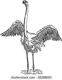 vector - Flamingo with open wings standing in water