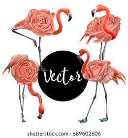 Vector Flamingo Pink Rose Illustration Set