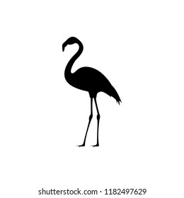 vector flamingo silhouette, exotic bird